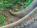 tropial kapok tree in Florida park