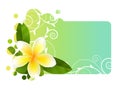 Tropic banner with frangipani Royalty Free Stock Photo