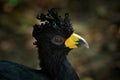 Tropic bird detail portrait. Curassow detail close-up portrait. Bare-faced Curassow, Crax fasciolata, big black bird with yellew