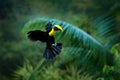 Tropic bird fly. Flying jungle bird during rain. Keel-billed Toucan, Ramphastos sulfuratus, bird with big bill flying above the