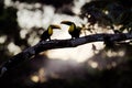 Tropic bird in forest. Rainy season in America. Chestnut-mandibled toucan sitting on branch in tropical rain with green jungle