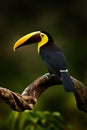 Tropic bird in forest. Rainy season in America. Chestnut-mandibled toucan sitting on branch in tropical rain with green jungle Royalty Free Stock Photo