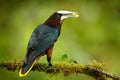 Tropic bird with fruits in the bill. Chesnut-headed Oropendola, Psarocolius wagleri, portrait of exotic bird from Costa Rica,