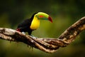 Tropic bird from Guatemala. Keel-billed Toucan, Ramphastos sulfuratus, bird with big bill sitting on branch in the forest. Nature Royalty Free Stock Photo