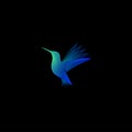 Tropic bird illustration. Hummingbird or colibri color transparent logo.