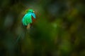 Tropic bird. Quetzal from Guatemala, Pharomachrus mocinno, from forest with blurred green forest in background. Magnificent sacred Royalty Free Stock Photo