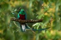 Tropic bird. Resplendent Quetzal, Pharomachrus mocinno, from Chiapas, Mexico with blurred green forest in background. Magnificent