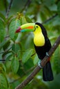 Tropic bird. Toucan sitting on the branch in the forest, green vegetation. Nature travel holiday in central America. Keel-billed T