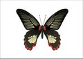 Tropic butterfly 2 Royalty Free Stock Photo