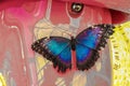 Tropic Butterfly with colored pattern