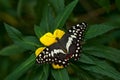 Tropic butterfly in the jungle fores. Close-up. Citrus swallowtail or Christmas butterfly, Papilio demodocusInsect on flower bloom