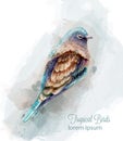 Tropic colorful bird Vector watercolor. Cute small bird illustrations