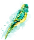 Tropic colorful parrot bird Vector watercolor. Cute bird illustration. blue colors splashs