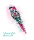 Tropic colorful parrot bird Vector watercolor. Cute bird illustration. blue colors splashs