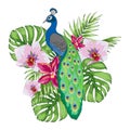 887 tropic, composition of tropical plants and peacock Royalty Free Stock Photo