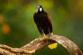 Tropic Costa Rica. Montezuma Oropendola, Psarocolius montezuma, portrait of exotic bird from Costa Rica, brown with black head and