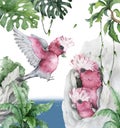 Tropic floral exotic illustration with pink cockatoo parrot from home, tropical leaves. Hand drawn watercolor isolated on white