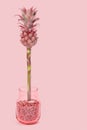 Tropic flower Dwarf Ornamental Pineapple in glass vase. Fashionable modern new bouquet for beloved