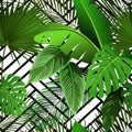 Tropic flower pattern, floral print, palm leaf. Summer jungle plants, exotic geometric print, black and white. Jungle Royalty Free Stock Photo