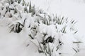 Tropic flowers under snow Royalty Free Stock Photo
