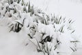 Tropic flowers under snow