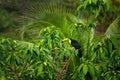 Tropic forest with exotic bird. Toucan in green trees. Keel-billed Toucan, Ramphastos sulfuratus. Wildlife from Costa Rica