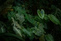 Tropic forest green vegetation with butterfly. Morpho achilles, big black blue butterfly sitting on the yellow bloom flower in the Royalty Free Stock Photo