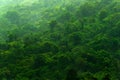 Tropic forest during rainy day. Green jungle landscape with rain and fog. Forest hill with big beautiful tree in Santa Marta, Colo