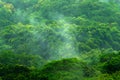 Tropic forest during rainy day. Green jungle landscape with rain and fog. Forest hill with big beautiful tree in Santa Marta, Colo