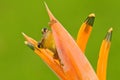 Tropic frog Stauffers Treefrog, Scinax staufferi, sitting hidden in the orange bloom flower. Frog in the nature tropic forest habi Royalty Free Stock Photo