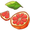 Tropic Grapefruit sticker set on white isolated backdrop stock vector illustration Royalty Free Stock Photo