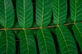 Tropic jungle green leaves veins macro background