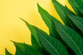 Tropic jungle green leaves veins macro on yellow background