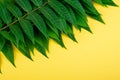 Tropic jungle green leaves veins macro on yellow background