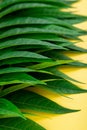 Tropic jungle green leaves veins macro on yellow background