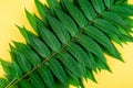 Tropic jungle green leaves veins macro on yellow background