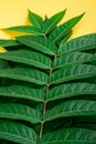 Tropic jungle green leaves veins macro on yellow background