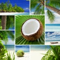 Tropic mix Royalty Free Stock Photo