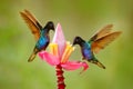 Tropic nature. Black blue hummingbird with pink red flower bloom, sucking nectar with open wings. Velvet-purple Coronet,