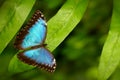 Tropic nature forest. Blue Morpho, Morpho peleides, big butterfly sitting on green leaves, insect in the nature habitat, Mexico. Royalty Free Stock Photo