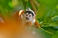 Tropic nature. Monkey, long tail in tropic forest. Squirrel monkey, Saimiri oerstedii, sitting on the tree trunk with green leaves Royalty Free Stock Photo