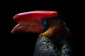 Tropic nature. Red bill hornbill detail portrait. Northern rufous hornbill, Buceros hydrocorax, Philippine bird in the dark forest