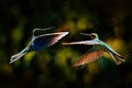 Tropic nature. Wildlife Ecuador, two blue bird fight in the forest habitat. Great sapphirewing, Pterophanes cyanopterus, big blue