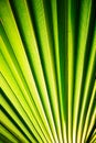 Tropic palm leaf in macro picture with abstract lines