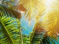 Tropic palm leaves on the blue sky, toned photo.