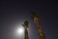 Tropic palm tree at night Royalty Free Stock Photo