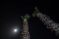 Tropic palm tree at night Royalty Free Stock Photo