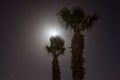 Tropic palm tree at night Royalty Free Stock Photo