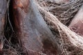 Tropic palm tree trunk closeup, palm texture and pattern, textured tree bark surface, natural background Royalty Free Stock Photo