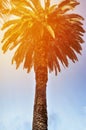 Tropic palm trees against sunset sky. Silhouette of tall palm trees. Tropic evening landscape Royalty Free Stock Photo